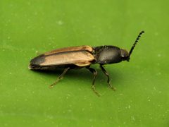 Ampedus linteus by Katja Schulz. Used under a CC BY 4.0 license.