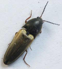 Ampedus nigricollis by Beatriz Moisset. Used under a CC BY-SA 4.0 license.