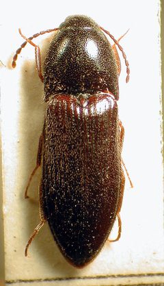 Ampedus nigrinus by M. Virtala. Used under a Copyrighted free use license.