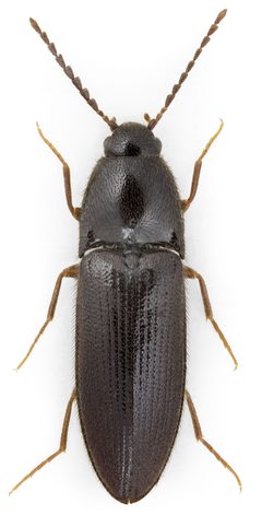 Ampedus nigrinus1 by John Hallmén. Used under a CC BY 3.0 license.