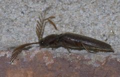 Dicrepidius palmatus P1460368a by
xpda. Used under a CC BY-SA 4.0 license.