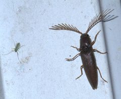 Dicrepidius palmatus P1460371a by
xpda. Used under a CC BY-SA 4.0 license.