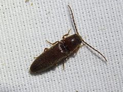 Dipropus simplex - inat 171819926 by {{{name}}}. Used under a CC BY 4.0 license.