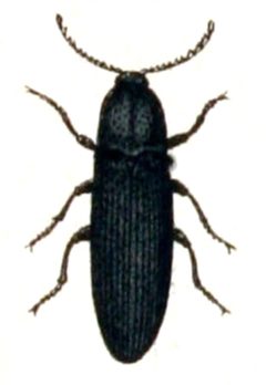 Melanotus.castanipes.-.calwer.25.06 by Emil Hochdanz
. Used under a Public domain license.
