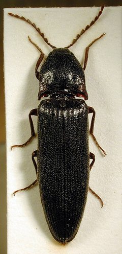 Melanotus castanipes by M. Virtala. Used under a Copyrighted free use license.