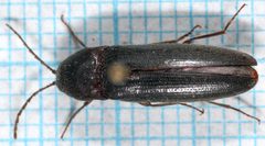 Melanotus castanipes-o by Magnefl. Used under a CC BY-SA 4.0 license.