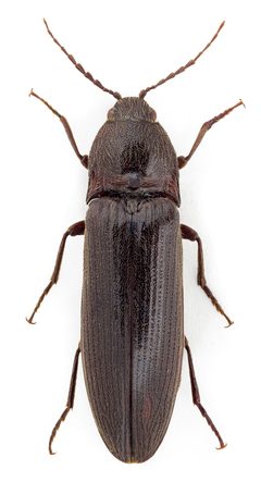 Melanotus castanipes f by John Hallmén. Used under a CC BY 3.0 license.