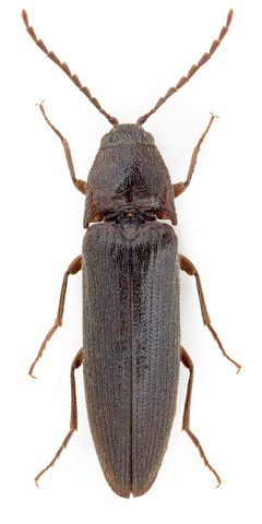 Melanotus castanipes m by John Hallmén. Used under a CC BY 3.0 license.