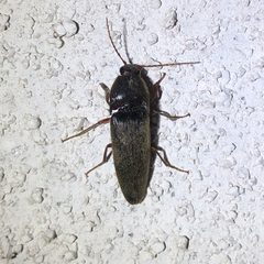 Melanotus cribricollis by KKPCW. Used under a CC BY-SA 4.0 license.