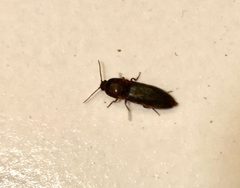 Melanotus dichrous by iNaturalist user: pavlaki1968. Used under a CC BY 4.0 license.