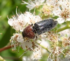 Melanotus leonardi by Beatriz Moisset. Used under a CC BY-SA 4.0 license.