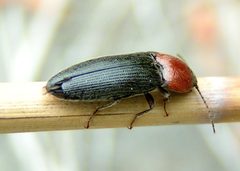 Melanotus leonardi 1 by Jacy Lucier. Used under a CC BY-SA 4.0 license.