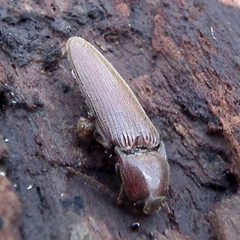 Melanotus similis by Jacy Lucier. Used under a CC BY-SA 4.0 license.