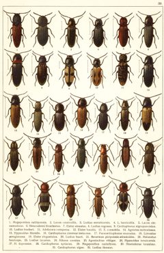 Georgiy Jacobson - Beetles Russia and Western Europe - plate 39 by see in description. Used under a Public domain license.