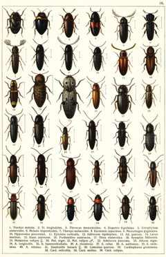 Georgiy Jacobson - Beetles Russia and Western Europe - plate 36 by see in description. Used under a Public domain license.
