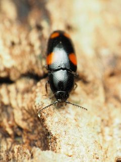 Drapetes quadripustulatus 220074400 by Katja Schulz. Used under a CC BY 4.0 license.