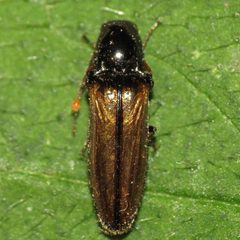 Oestodes tenuicollis 6076728 by Fyn Kynd. Used under a CC BY-SA 4.0 license.