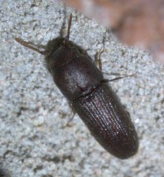 Stethon pectorosus P1620792a by
xpda. Used under a CC BY-SA 4.0 license.
