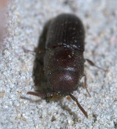 Stethon pectorosus P1620793a by
xpda. Used under a CC BY-SA 4.0 license.