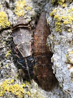 Pyractomena borealis 181678142 by Will Kuhn. Used under a CC BY 4.0 license.