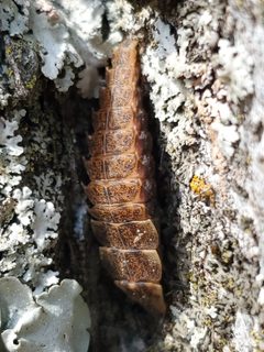 Pyractomena borealis 181678202 by Will Kuhn. Used under a CC BY 4.0 license.