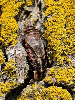 Pyractomena borealis 181678273 by Will Kuhn. Used under a CC BY 4.0 license.