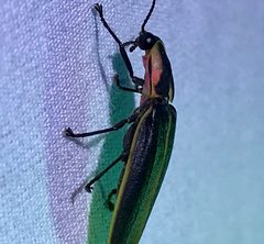 Pyractomena borealis 183487171 by Clara Dandridge. Used under a CC BY 4.0 license.