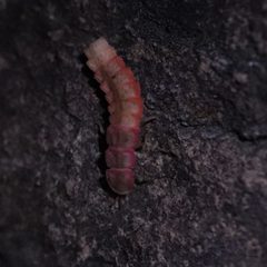 Ellychnia Californica larvae by Jezra upon daspin seo. Used under a CC BY-SA 4.0 license.