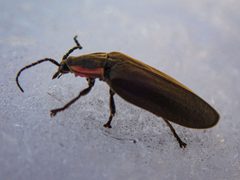 Ellychnia corrusca 180799104 by Betsy Lambert. Used under a CC BY 4.0 license.