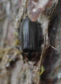 Ellychnia corrusca 184261894 by Bex Goreham. Used under a CC BY 4.0 license.