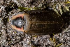 Ellychnia corrusca 185253620 by Patrick Hanly. Used under a CC BY 4.0 license.