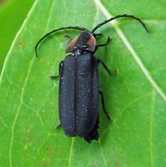 Lucidota punctata by Jacy Lucier. Used under a CC BY-SA 4.0 license.
