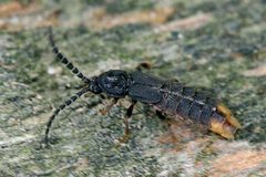 Phosphaenus hemipterus by Urs Rindlisbacher. Used under a CC BY 3.0 license.