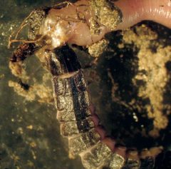 Phosphaenus hemipterus larva by Christopher G. Majka. Used under a CC BY 3.0 license.