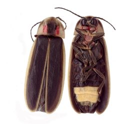 PhotinusCarolinus by National Park Service. Used under a Public domain license.
