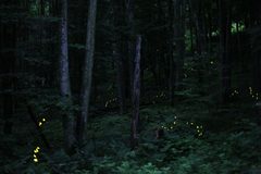 Photinus Carolinus Fireflies by Firefly Photos by Radim Schreiber; FireflyExperience.org. Used under a CC BY-SA 3.0 license.