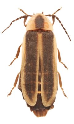 Photinus consanguineus 322764304 by Nick Bédard. Used under a CC0 license.