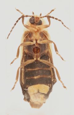 Photinus consanguineus 322764305 by Nick Bédard. Used under a CC0 license.