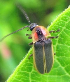 Photinus consimilis by Jacy Lucier. Used under a CC BY-SA 4.0 license.