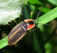 Photinus consimilis 1 by Jacy Lucier. Used under a CC BY-SA 4.0 license.