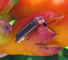 Photinus pyralis by Jacy Lucier. Used under a CC BY-SA 4.0 license.