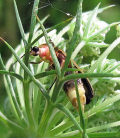 Photinus pyralis 1 by Jacy Lucier. Used under a CC BY-SA 4.0 license.
