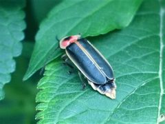 Photinus pyralis 179780353 by beewonder. Used under a CC0 license.
