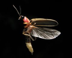 Photinus pyralis Firefly by art farmer from evansville indiana, usa. Used under a CC BY-SA 2.0 license.