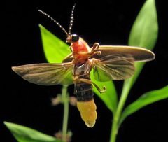 Photinus pyralis Firefly 4 by art farmer from evansville indiana, usa. Used under a CC BY-SA 2.0 license.
