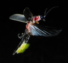 Photinus pyralis Firefly glowing by art farmer from evansville indiana, usa. Used under a CC BY-SA 2.0 license.