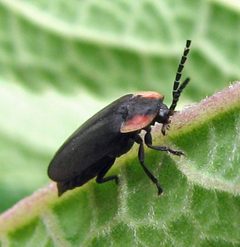 Pyropyga decipiens 1 by Jacy Lucier. Used under a CC BY-SA 4.0 license.