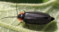 Pyropyga decipiens 2 by Jacy Lucier. Used under a CC BY-SA 4.0 license.
