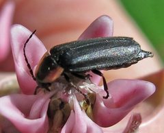 Pyropyga decipiens 3 IMG 0870 by Jacy Lucier. Used under a CC BY-SA 4.0 license.