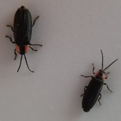 Pyropyga minuta 39855275 by Will Kuhn. Used under a CC BY 4.0 license.